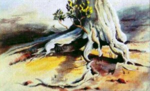 Coochie Mangrove Lorna Johnstone, watercolour 2004